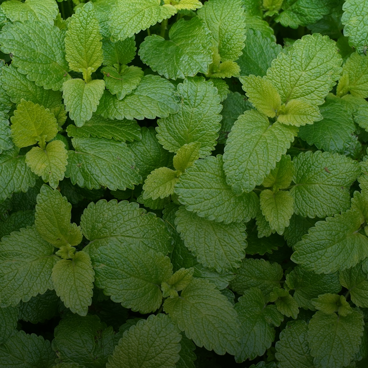 Stevia